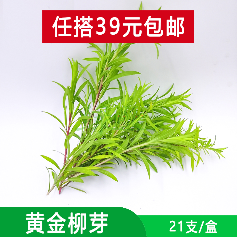 新鲜黄金柳芽黄金香柳黄松柳叶酒店西餐冷盘冷艺摆盘花草