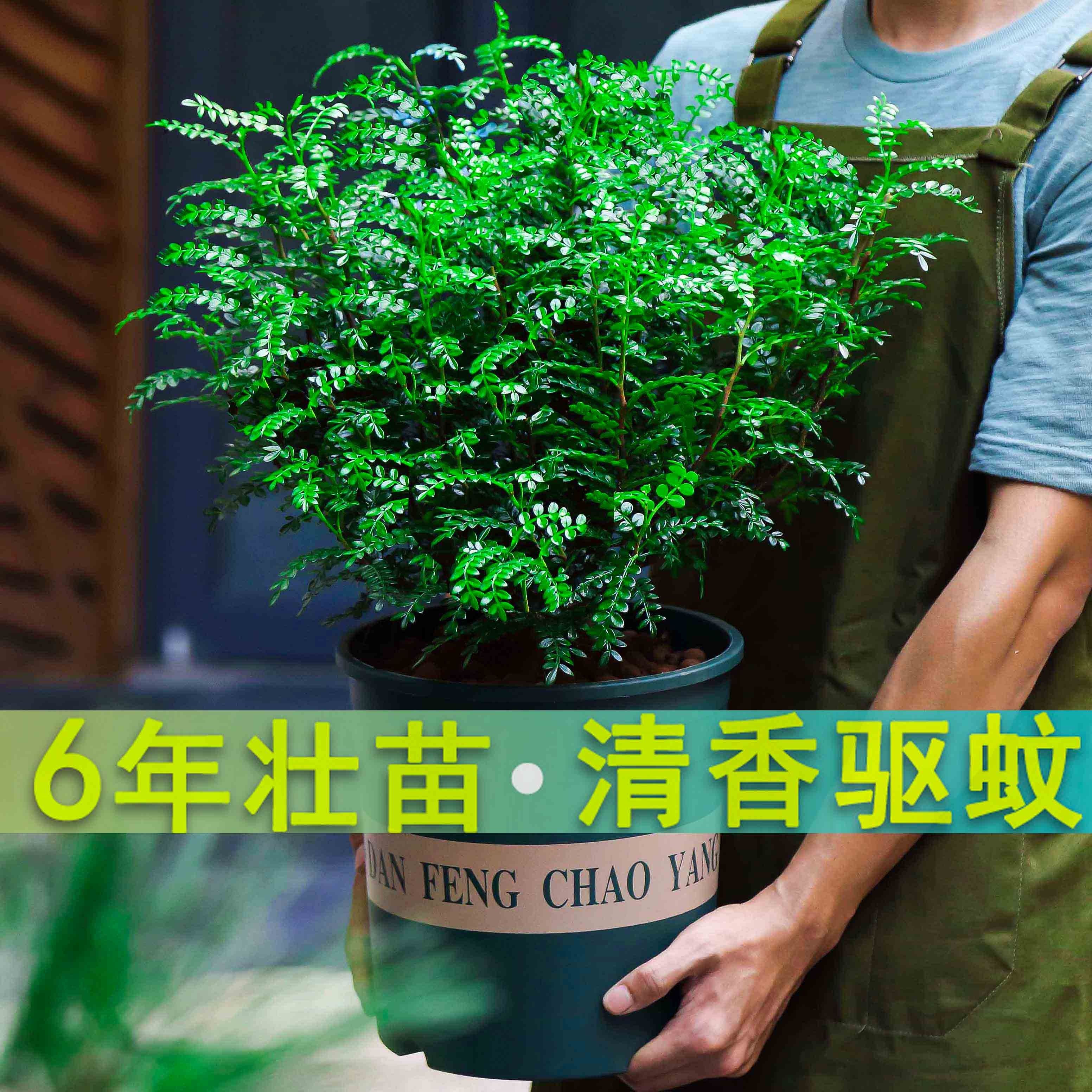 胡椒木能驱蚊吗(清香胡椒木能驱蚊吗)