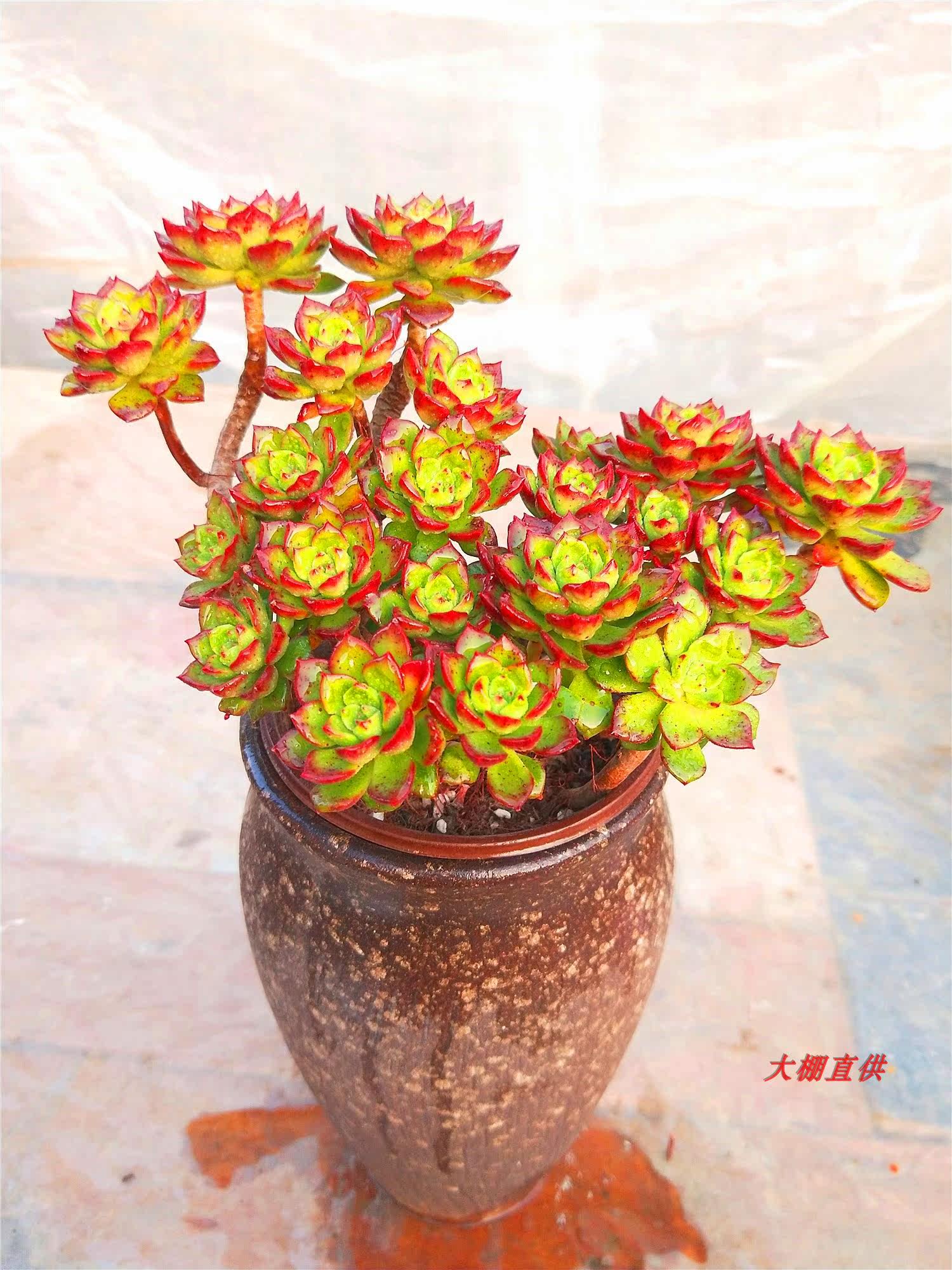 特价多肉悬崖老桩清仓多头_特价蒂亚老桩多肉植物多头造型桩悬崖桩一