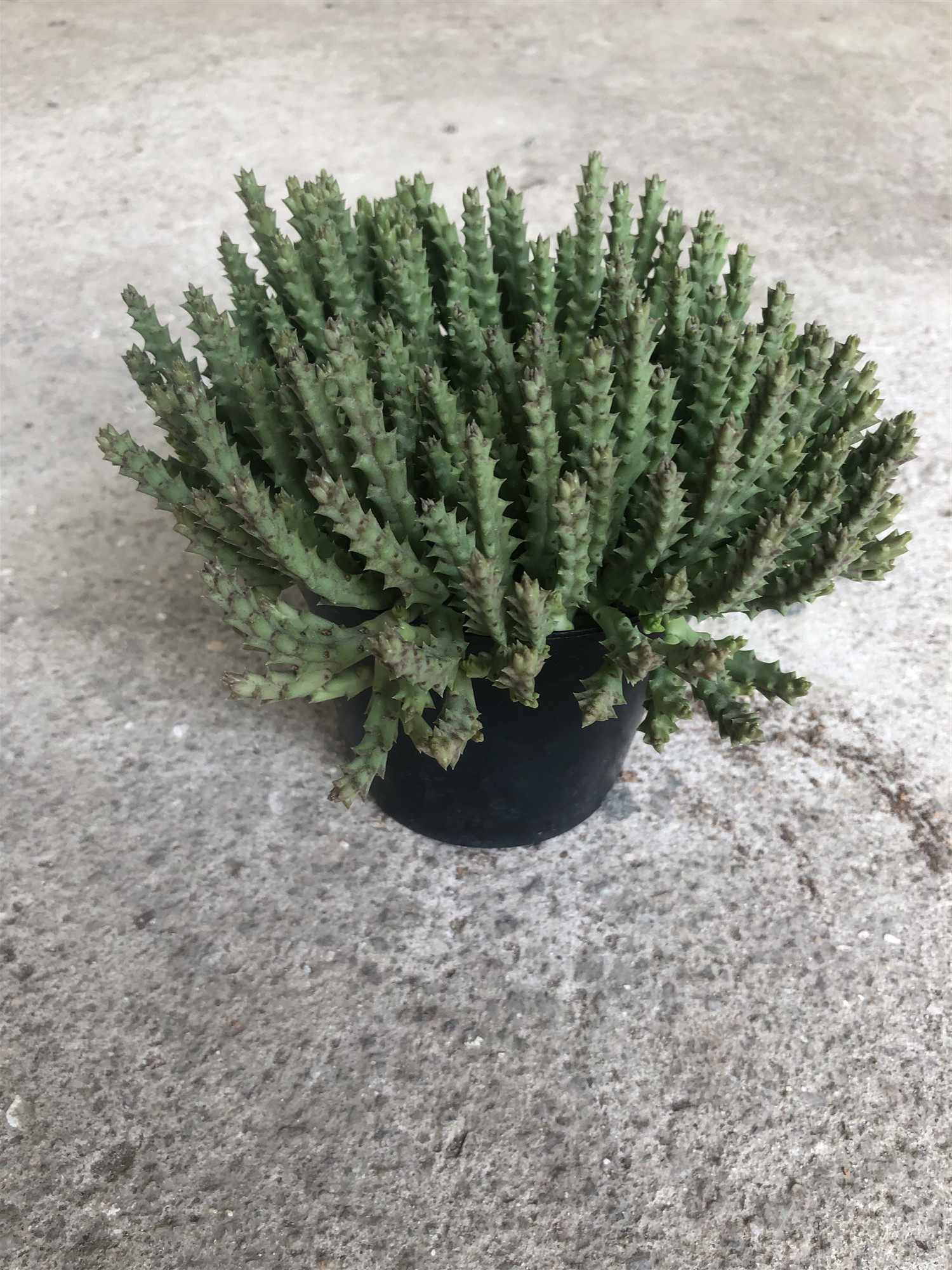 惜花阁多肉姬龙角姬龙角锦多肉植物办公室防辐射多肉盆栽