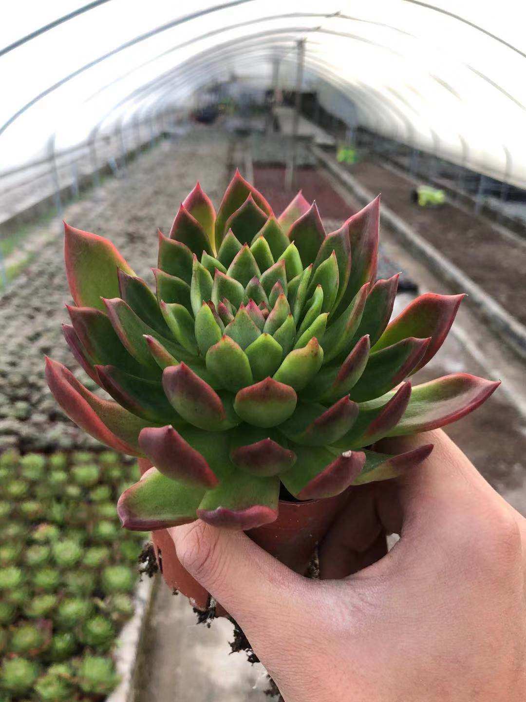 惜花阁多肉植物超大红冬云 老桩大单头 防辐射多肉盆栽——惜花阁多肉
