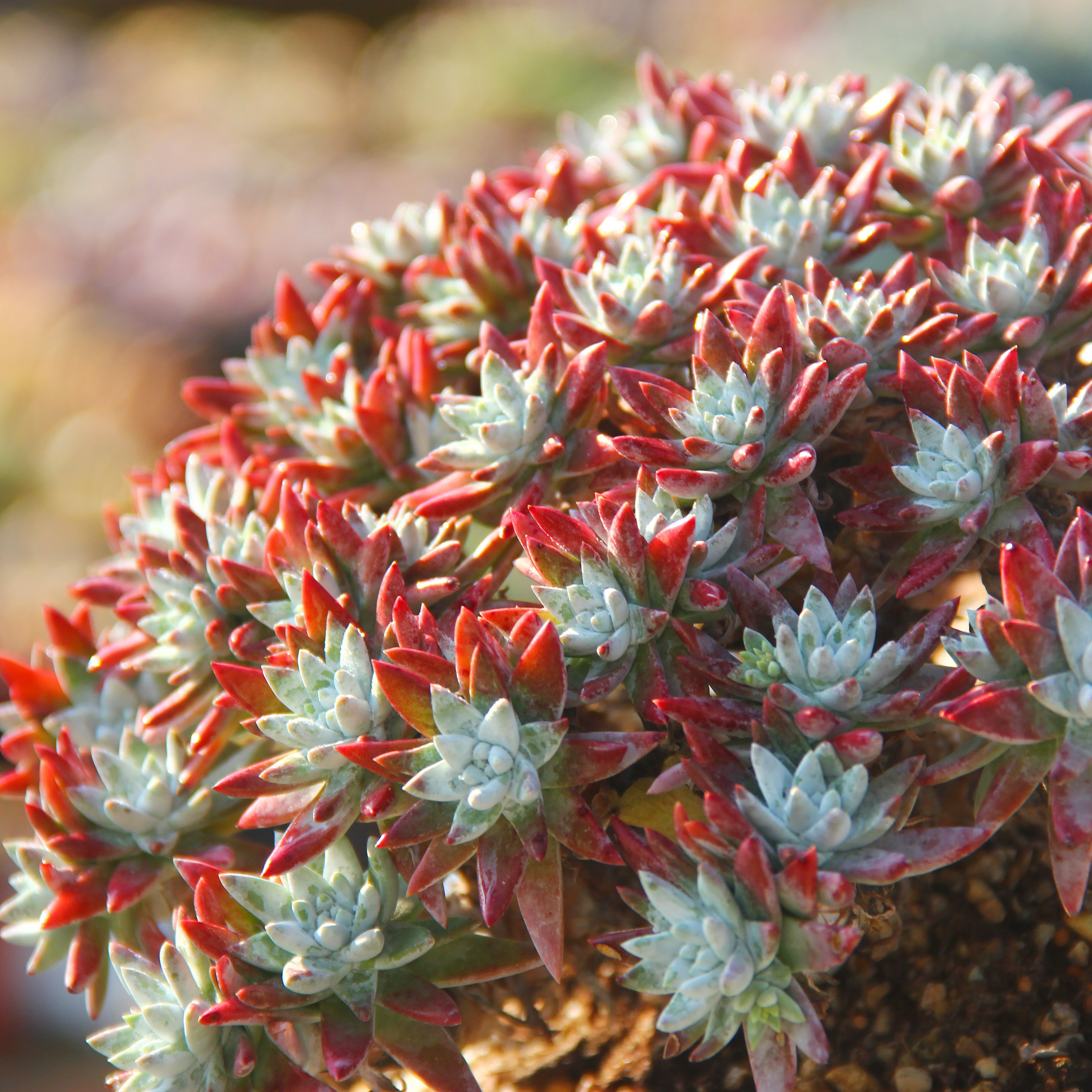 白菊多肉大额优惠券
