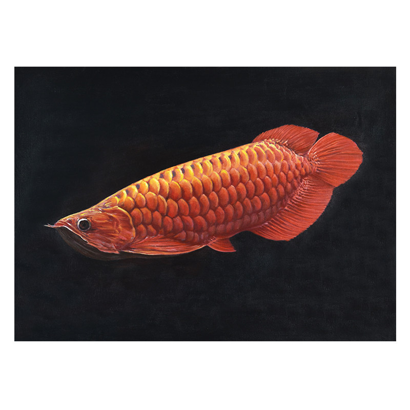 邸耀庭《红龙鱼》布面油彩