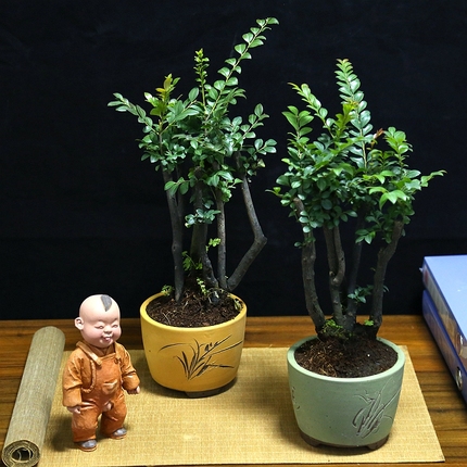 小叶紫檀盆景树桩对节白蜡雀梅趣味盆景办公室桌面盆栽提根六月雪图片