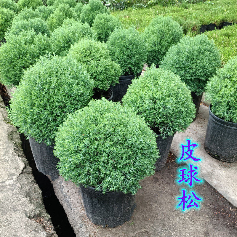 皮球柏皮球松盆栽多年生植物自然成球形耐寒热四季常青可地栽包邮