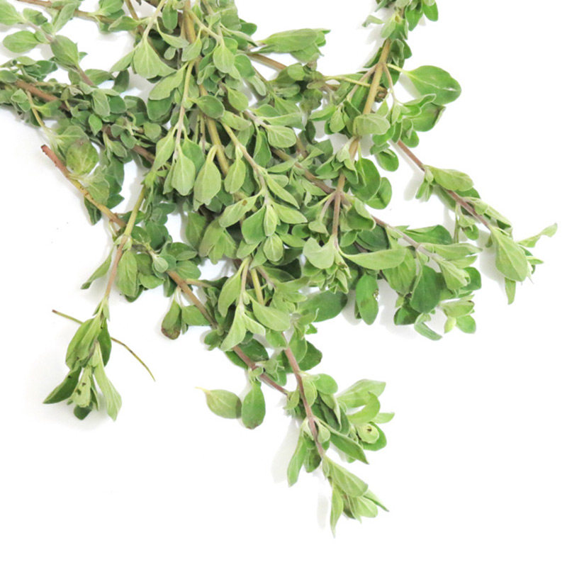 【晓明食材】 新鲜香料 牛至叶 新鲜披萨草 新鲜西餐