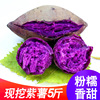 紫薯新鮮5斤農家板栗香地瓜糖心蜜薯紅沙地薯蔬菜山芋小番薯10 紫薯新鮮5斤農家板栗香地瓜糖心蜜薯紅沙地薯蔬菜山芋小番薯10