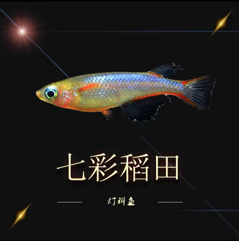 稻田姬-特价促销-优惠券领取-价格|多少钱|什么牌子好-35优惠券网站