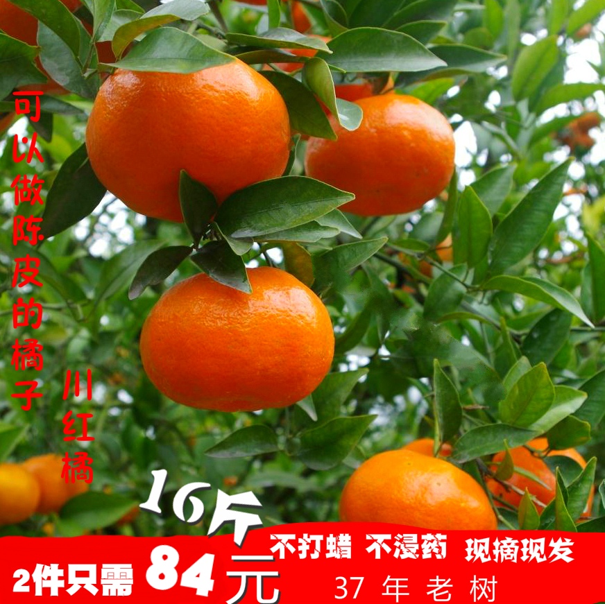 结束啦,2020年冬天再来!新鲜川红橘大红袍自家果树桔子摘现发现