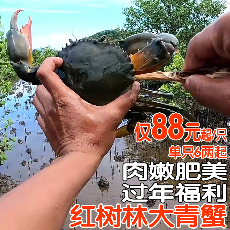 顺丰空运野生大青蟹广西红树林海蟹