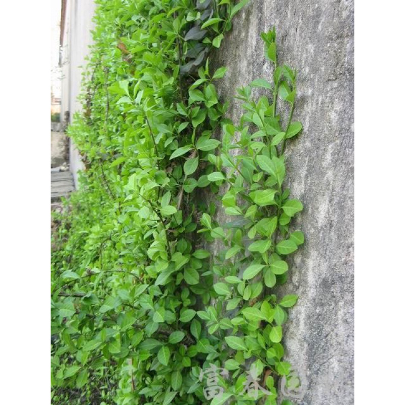 爬藤绿化植物【青叶蔓】小叶扶芳藤 四季常绿 生长快庭院盆栽花卉