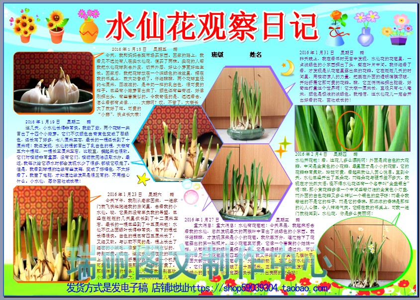 水仙花观察日记彩色电子小报成品模板植物生长记录手抄报板报1697