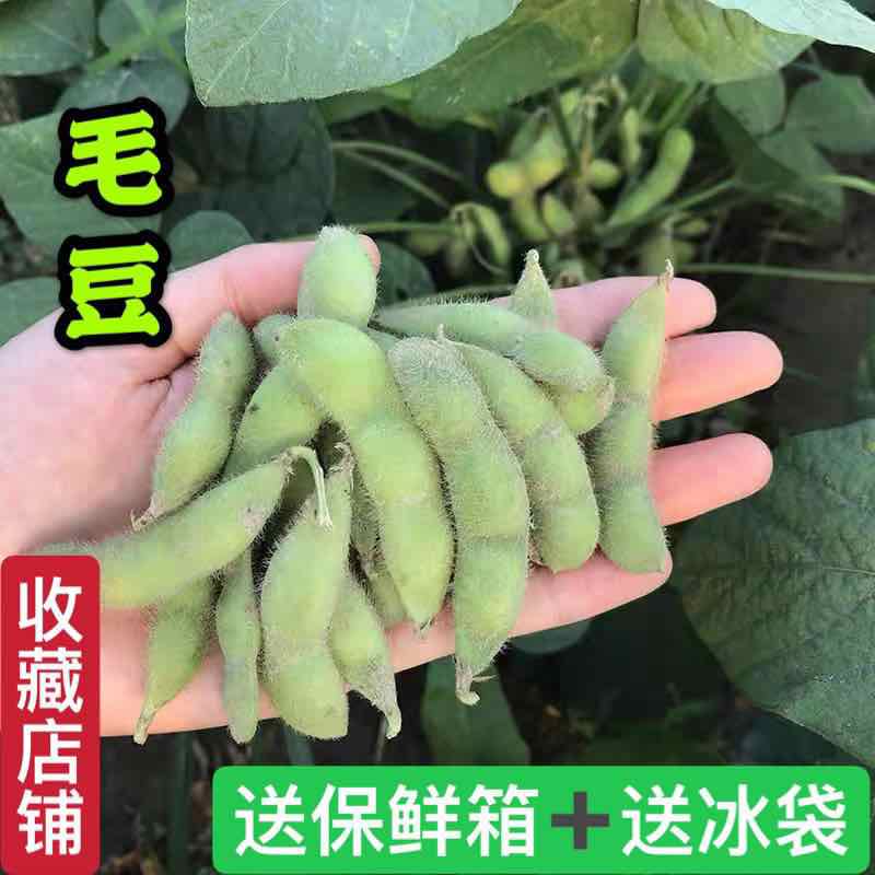 顺丰包邮江苏东台新鲜现摘毛豆角青毛豆带壳生毛豆荚绿豆荚蔬菜