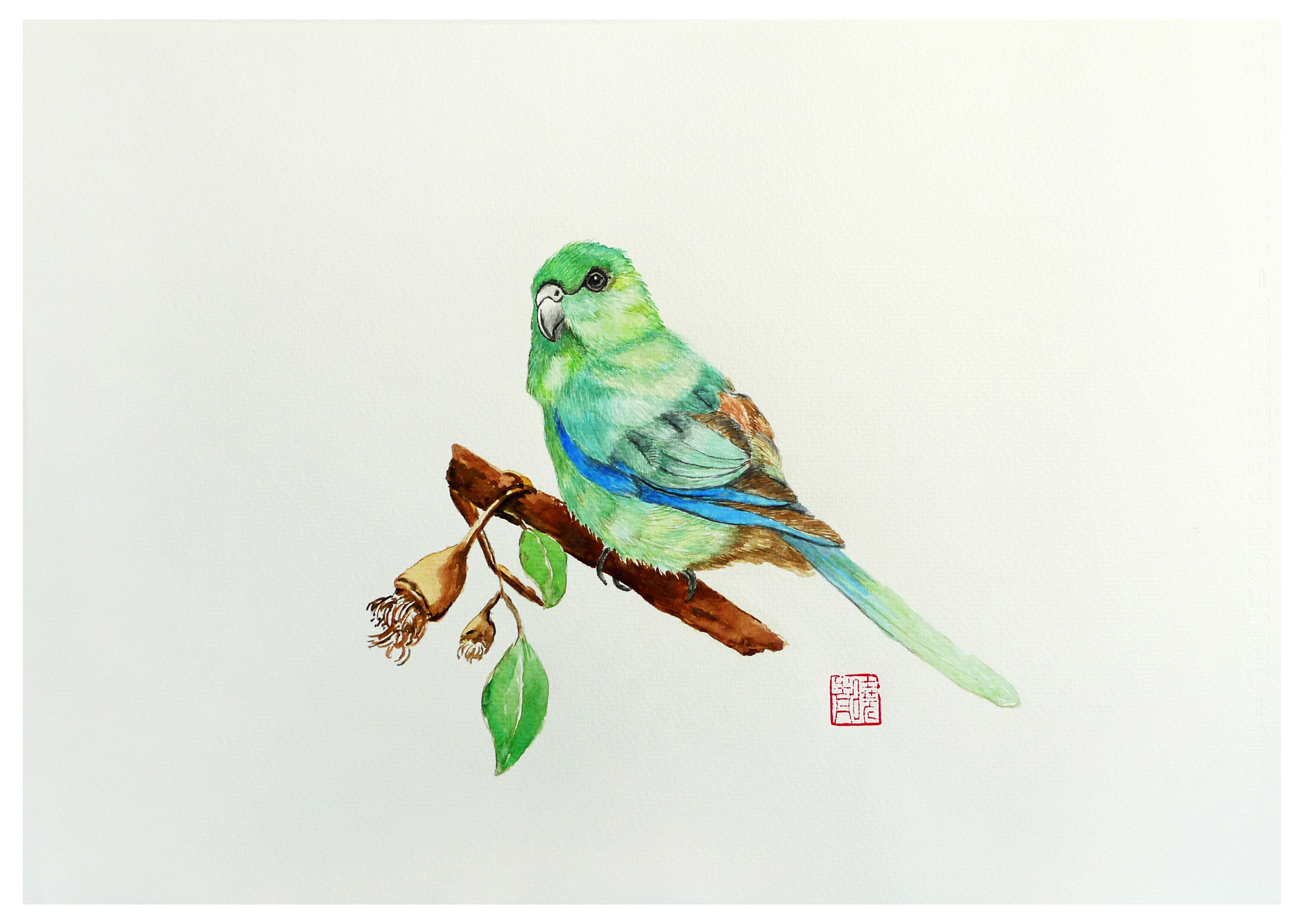 陈晓青《鹦鹉》水彩