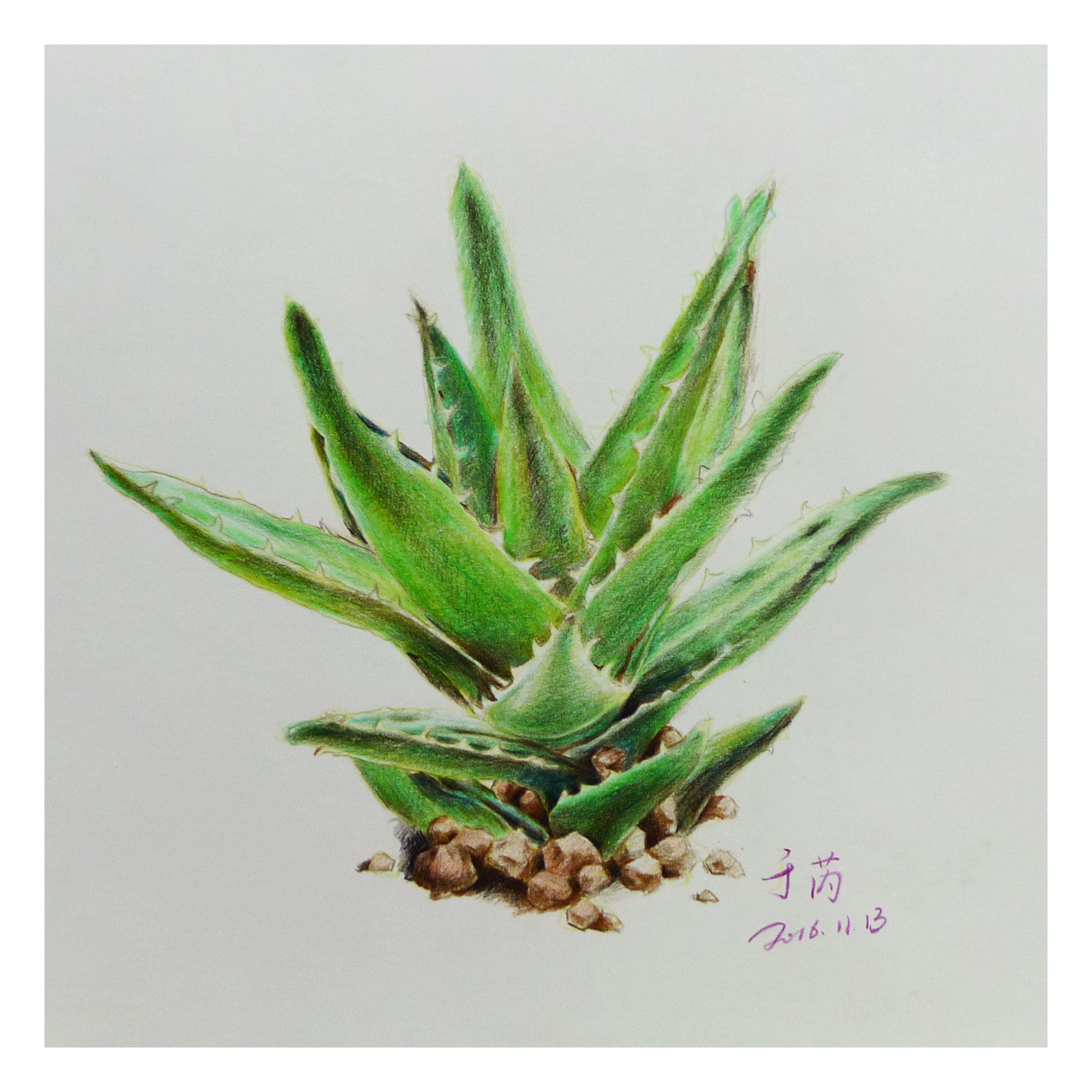 于芮《芦荟》素描赠送框