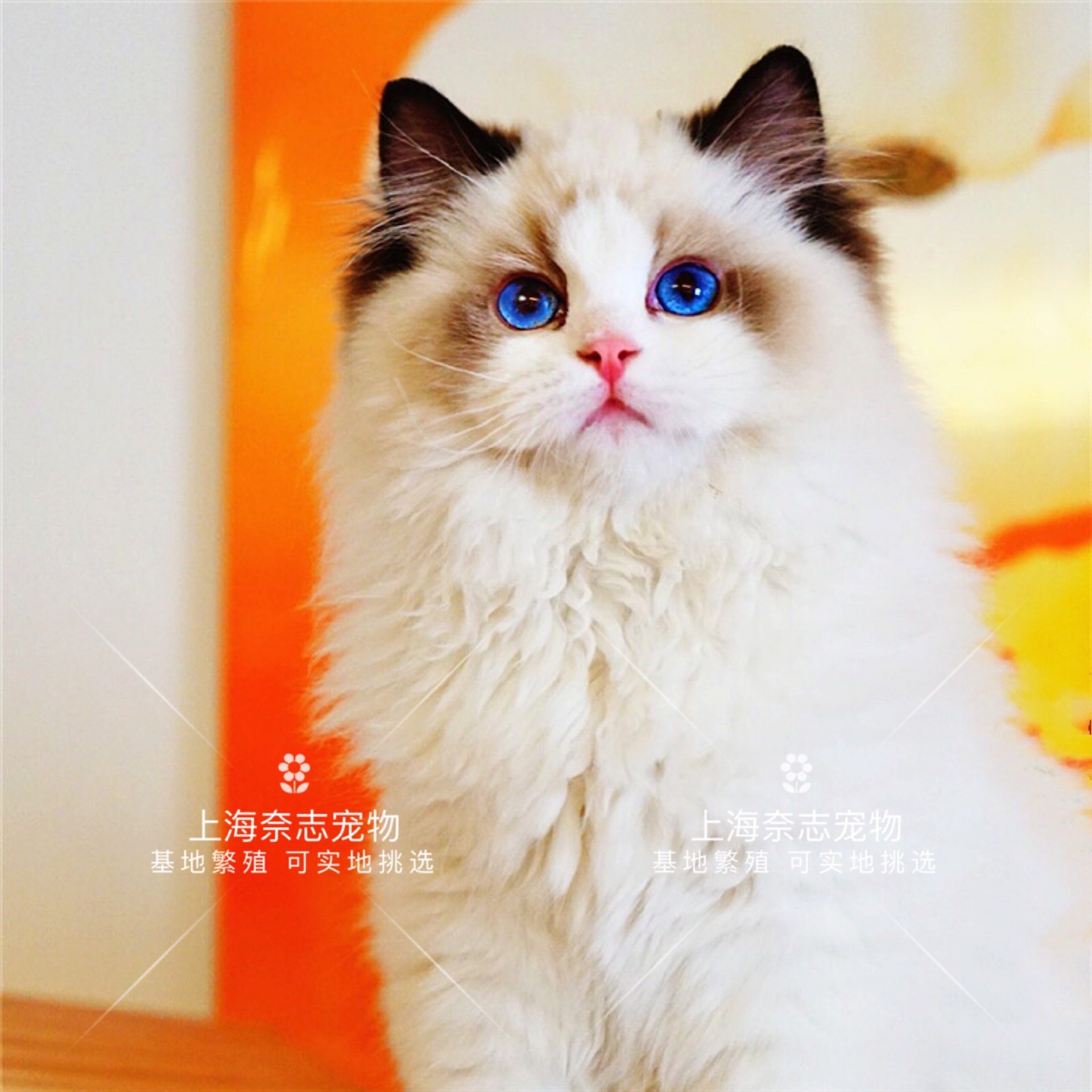 活体 纯种100元以下_纯种布偶猫幼猫活体 宠物猫咪活物幼崽 上海繁殖
