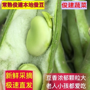 常熟本地蚕豆  俊建现摘带壳蚕豆蔬菜新鲜农家自种罗汉豆兰花胡豆