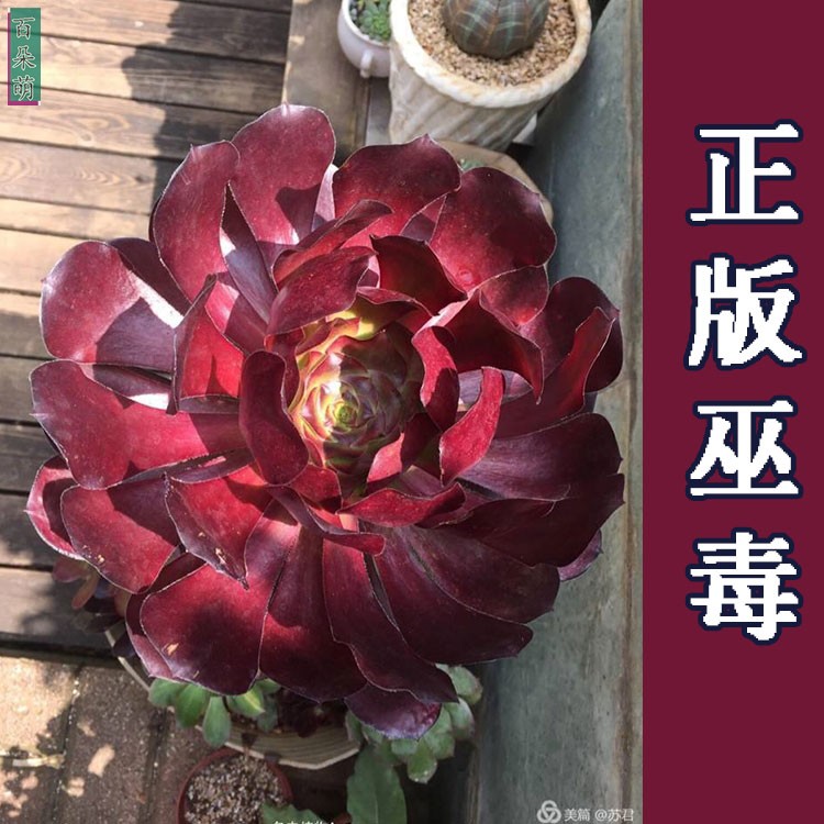 独眼巨人法师_巫毒法师多肉植物百科图片_培育种植__s
