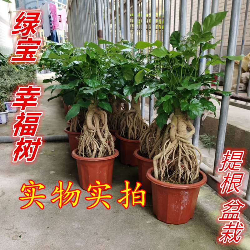 盆栽室内植物四季常青老桩幸福树