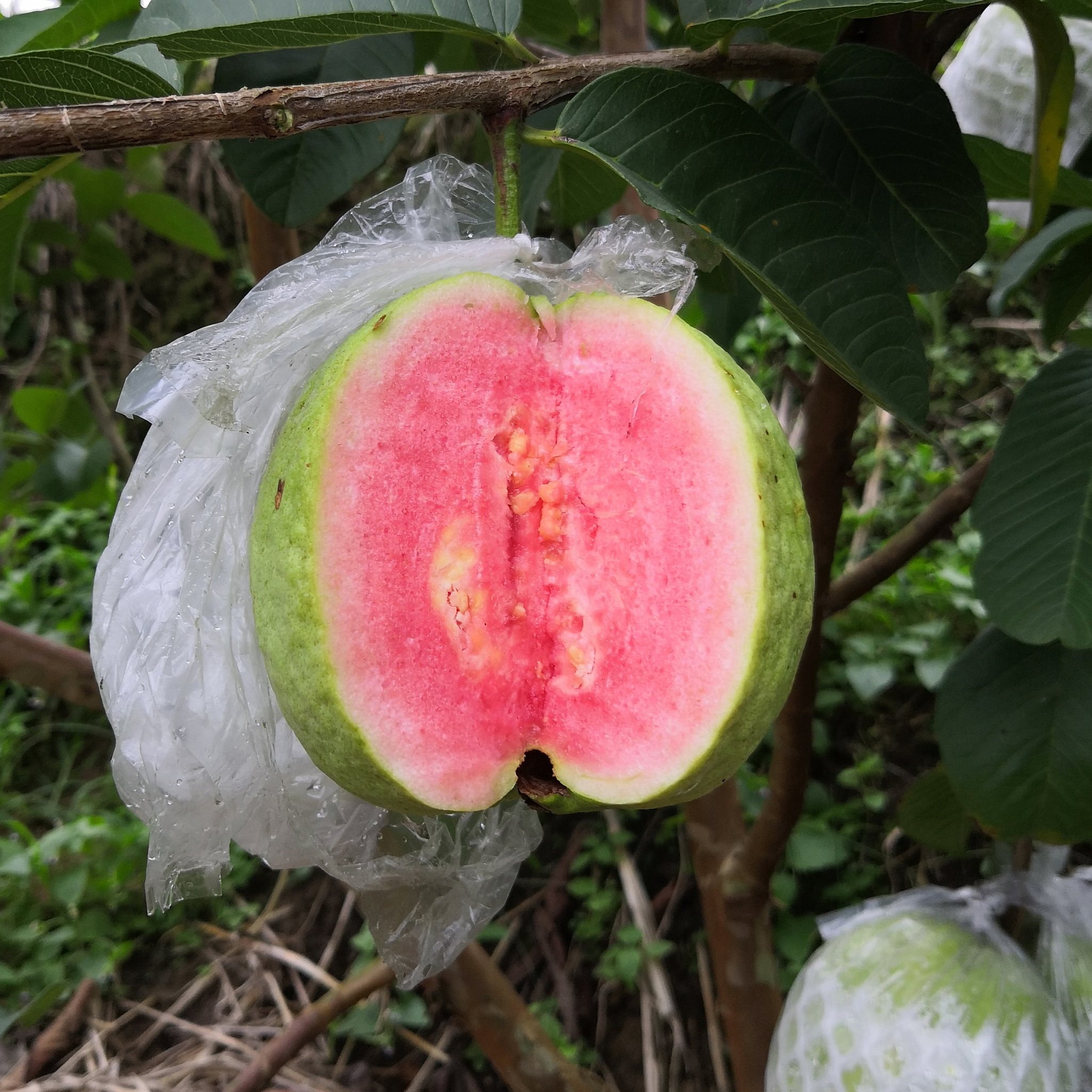 芭乐大全——其他用品