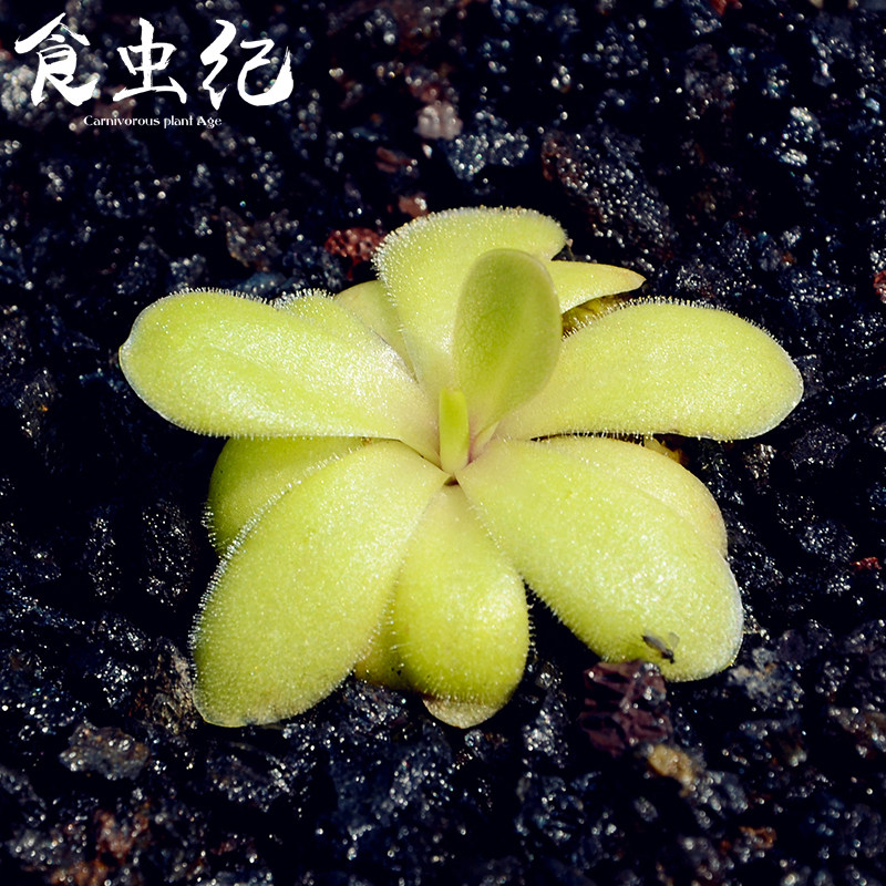 特价苹果猪笼草_苹果捕虫堇食虫纪会吃虫的植物专杀小黑飞驱蚊绿植