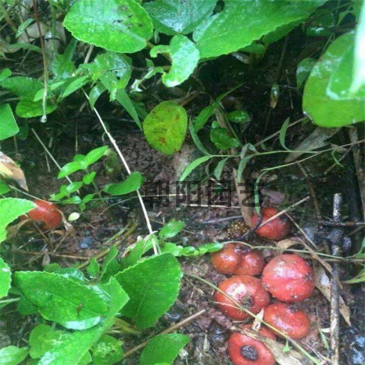 野地瓜种子 地瓜泡种子 大山地瓜六月地瓜种子 草丛中生长 南北种