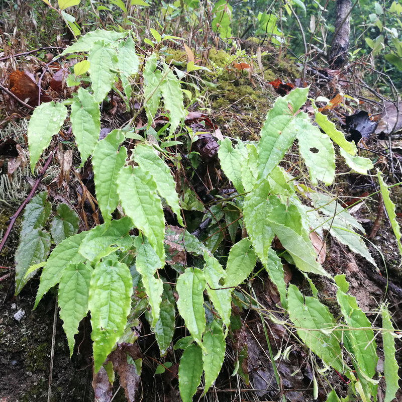 四川新鲜淫羊藿整株叶根淫羊霍种苗种子泡酒泡茶 野生淫阳藿250克