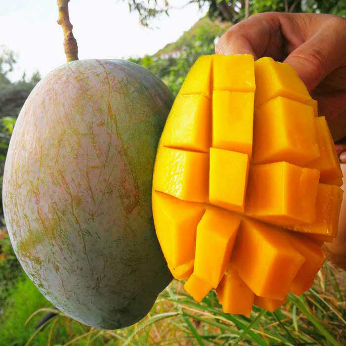 四川攀枝花凯特大芒果10斤大青芒新鲜现摘非金煌芒桂七小台农