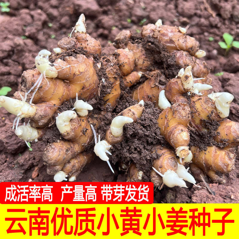 云南小黄姜种子老姜种生姜种植苗新鲜姜芽高产带芽老黄姜催芽9斤