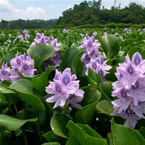 水葫芦凤眼莲水生植物图片
