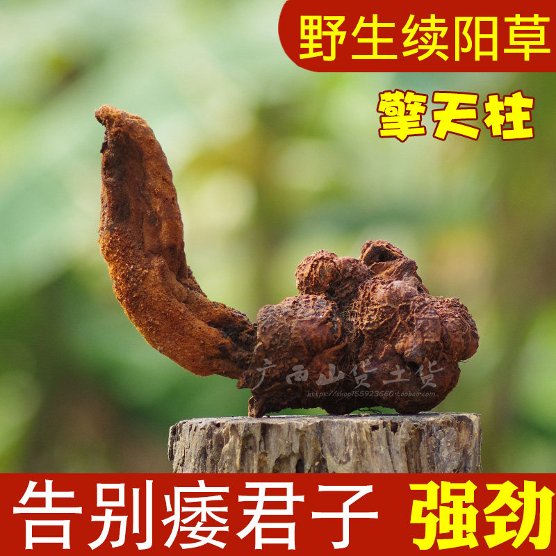 正品野生续阳草500g新货中药材回春草顶天柱锁阳男士泡酒料可打粉
