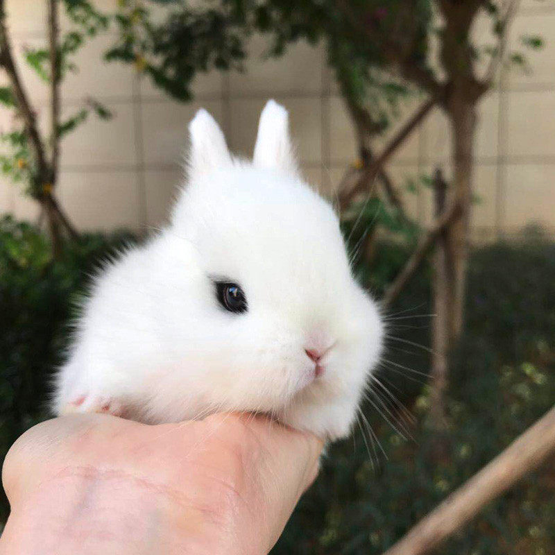垂耳兔活体