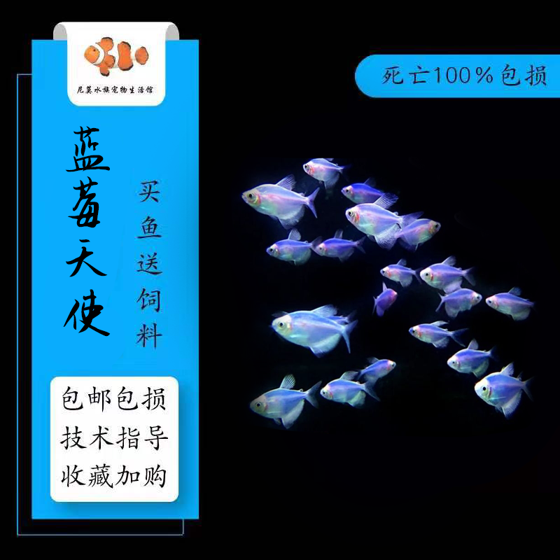 蓝莓天使鱼 混养蓝莓色小型热带淡水草缸草缸温顺群游活体鱼