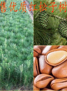 美国巴西松子苗坚果树苗果松苗东北红松子树苗四季常青果树苗