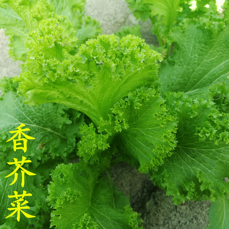 香芥菜种子羽衣芥菜重庆香菜种籽叶用不接球芥菜盆栽四季蔬菜包邮
