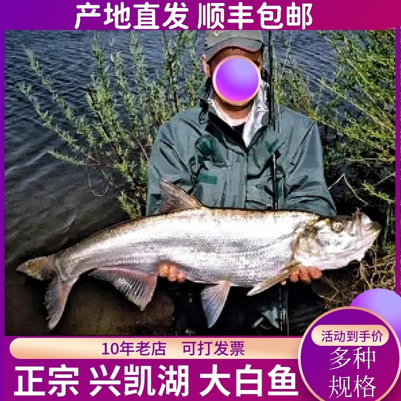 正宗兴凯湖大白鱼淡水整条小鱼东北特产生食用翘嘴大白鱼速冻水产