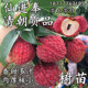 正宗增城仙进奉荔枝树苗 观音绿荔枝苗 广西嫁接苗盆栽当年结果