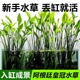 阿根廷皇冠水草鱼缸造景阿根廷水草挺水植物水上阴性淡水水下叶