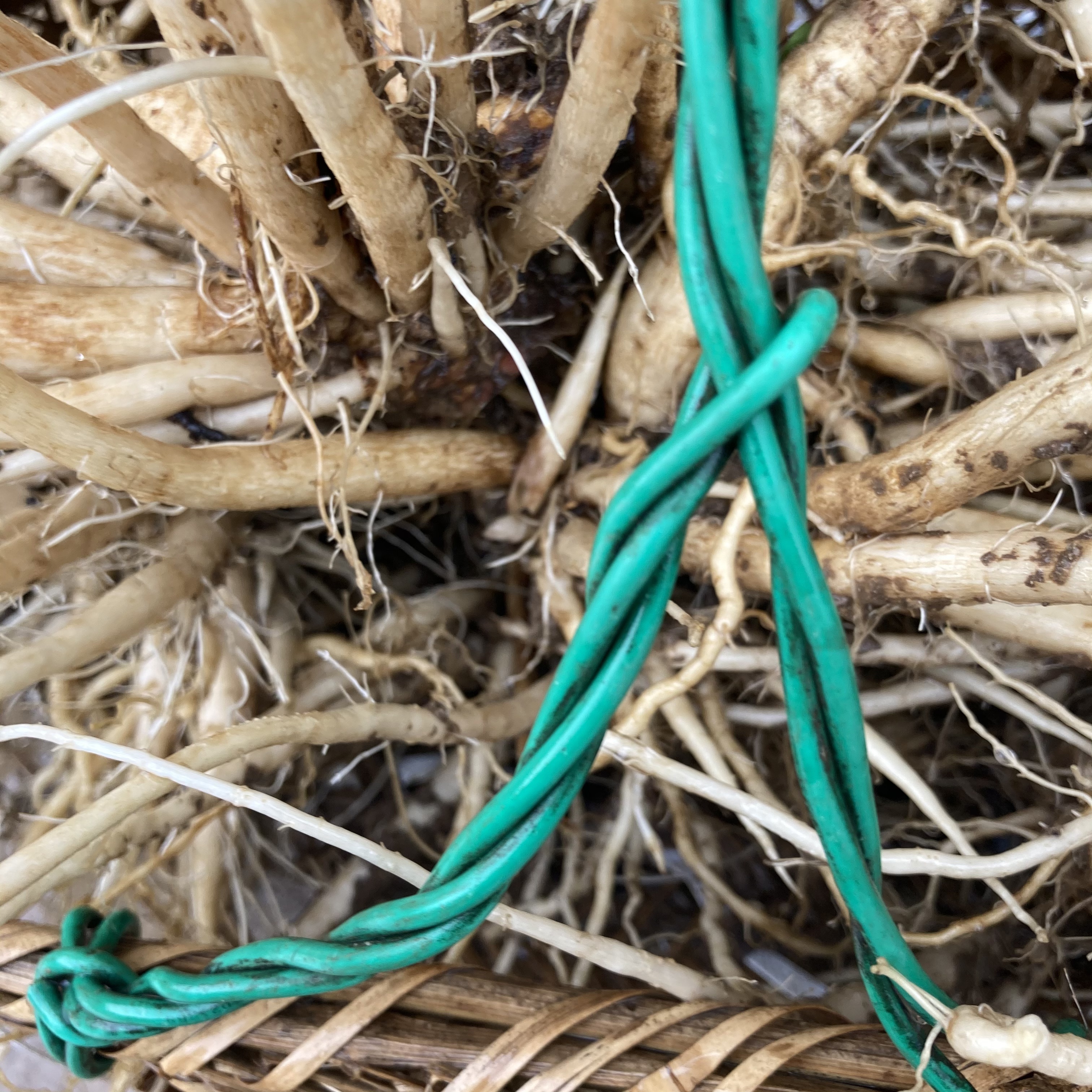 大蓟根鲜刺蓟大刺盖剌儿菜牛口刺萝卜土红花飞廉炖汤蚁姆刺马刺根