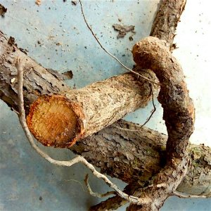 胡颓子根新鲜羊奶子根白叶刺头根羊奶根胡秃子根牛奶根贯榨根