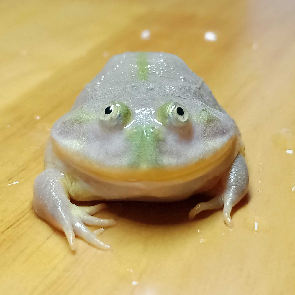 小丑蛙猫眼珍珠蛙树蛙水蛙角蛙萌蛙黄金角蛙宠物蛙水栖蛙网红蛙