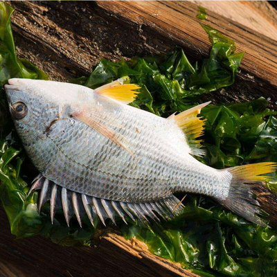 海之鲜 东山岛海鲜野生 海钓黄翅鱼500g海捕海鲜 宝宝辅食 黄翅鱼