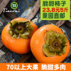 現摘脆甜柿子5斤日本陽豐硬柿子新鮮應季水果黃柿子山西批發整箱 現摘脆甜柿子5斤日本陽豐硬柿子新鮮應季水果黃柿子山西批發整箱