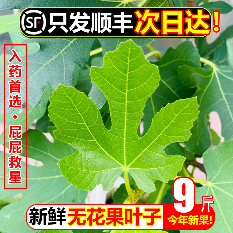 顺丰新鲜无花果树叶子9斤保鲜枝茎鲜