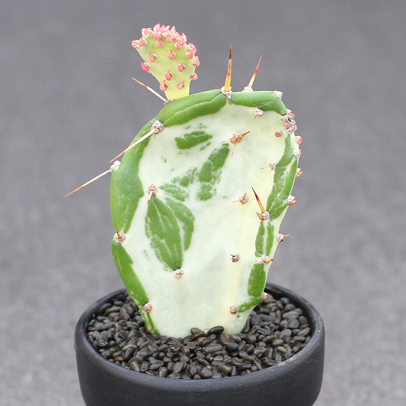 植物员外 初日之出 稀有大理石纹团扇白锦 仙人掌沙生多肉植物