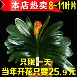 君子兰盆景10片叶子室内高档植物绿植盆栽花卉苗君子兰观花绿植