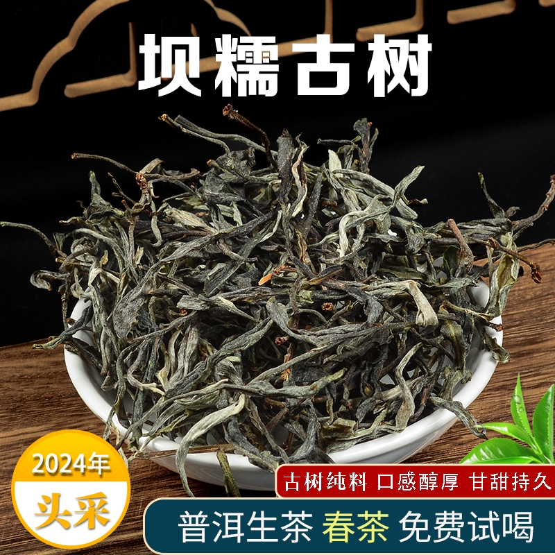 2024年古树春茶头采云南普洱茶坝