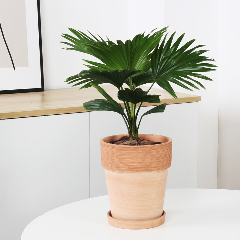 北欧风ins植物蒲葵绿植盆栽办公室桌面四季常青好养室内吸甲醛