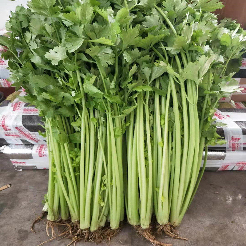 农家田园地的优惠券大全—新鲜蔬菜芹菜山东新泰产实秆芹菜农家无公害