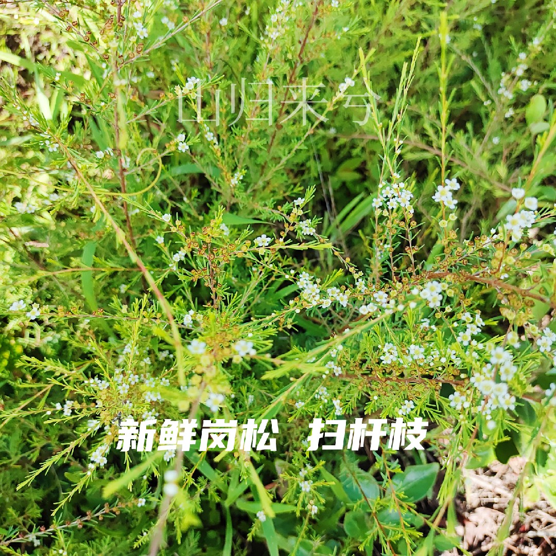 岗松花语图片